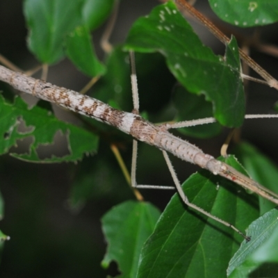 Unidentified Stick insect (Phasmatodea) at Town Common, QLD - 24 Apr 2017 by Harrisi