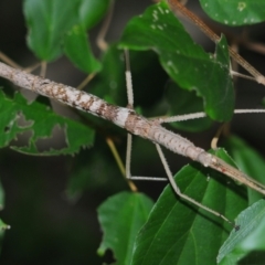 Unidentified Stick insect (Phasmatodea) (TBC) at Town Common, QLD - 24 Apr 2017 by Harrisi