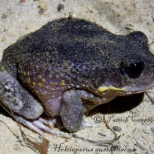 Heleioporus australiacus at Blue Mountains National Park, NSW - suppressed