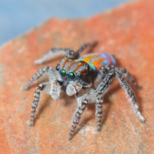 Maratus tasmanicus at Dimboola, VIC - 29 Oct 2017