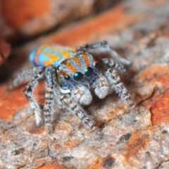 Maratus tasmanicus at Dimboola, VIC - 29 Oct 2017