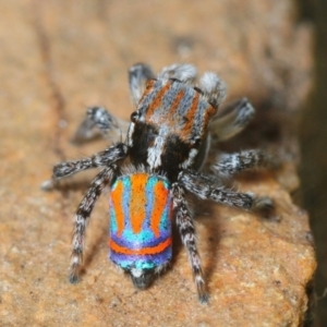 Maratus tasmanicus at Dimboola, VIC - 29 Oct 2017 11:59 PM