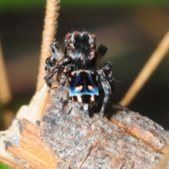 Maratus harrisi (Harris's Peacock spider) at Grampians National Park - 11 Nov 2017 by Harrisi