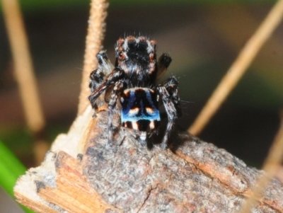 Maratus harrisi (Harris's Peacock spider) at - 11 Nov 2017 by Harrisi