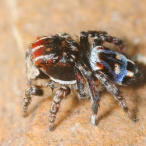 Maratus harrisi at Bornes Hill, VIC - 12 Nov 2017