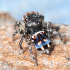 Maratus harrisi at Bornes Hill, VIC - 12 Nov 2017