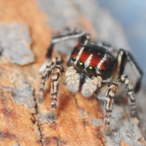 Maratus harrisi at Bornes Hill, VIC - 12 Nov 2017