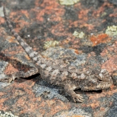 Rankinia diemensis (Mountain Dragon) at Grampians National Park - 26 Oct 2017 by Harrisi