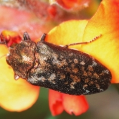 Ethonion sp. (genus) (Root-galling jewel beetle) at Mafeking, VIC - 24 Oct 2017 by Harrisi