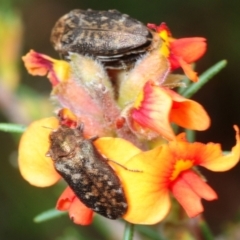 Ethonion sp. (genus) at Mafeking, VIC - 24 Oct 2017