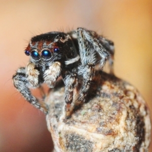 Maratus proszynskii at Mafeking, VIC - 30 Oct 2017