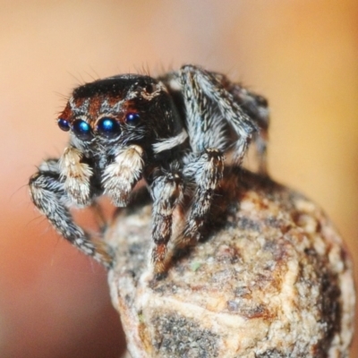 Maratus proszynskii (Peacock spider) at Mafeking, VIC - 30 Oct 2017 by Harrisi