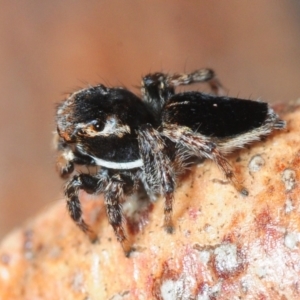 Maratus proszynskii at Mafeking, VIC - 30 Oct 2017