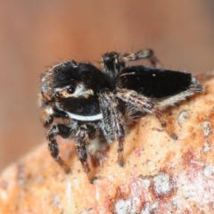 Maratus proszynskii at Mafeking, VIC - 30 Oct 2017