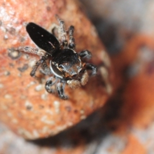 Maratus proszynskii at Mafeking, VIC - 30 Oct 2017 10:29 PM