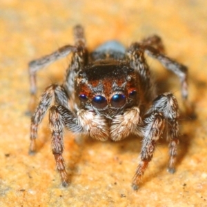 Maratus proszynskii at Mafeking, VIC - 30 Oct 2017 10:29 PM