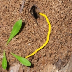 Fletchamia sugdeni (Canary Worm) at Grampians National Park - 25 Oct 2017 by Harrisi