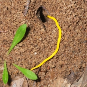 Fletchamia sugdeni at Bornes Hill, VIC - 26 Oct 2017