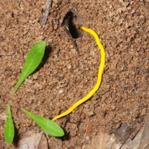 Fletchamia sugdeni (Canary Worm) at Bornes Hill, VIC by Harrisi