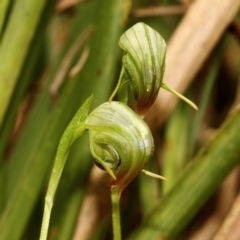 Pterostylis nutans (Nodding Greenhood) at East Kangaloon - 28 Aug 2021 by Snowflake