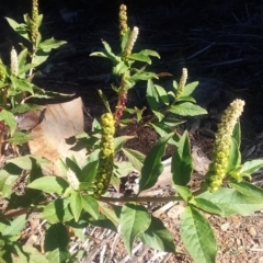 Phytolacca octandra (Inkweed) at Kowen, ACT - 9 May 2021 by natureguy