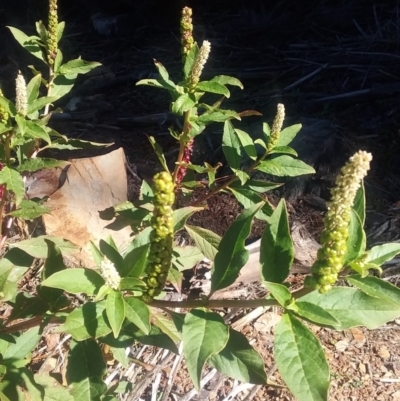 Phytolacca octandra (Inkweed) at Kowen, ACT - 9 May 2021 by natureguy