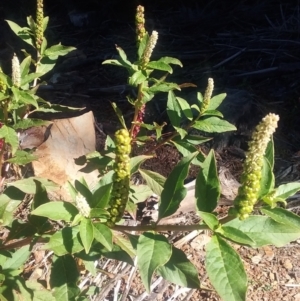 Phytolacca octandra at Kowen, ACT - 9 May 2021