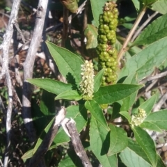 Phytolacca octandra at Kowen, ACT - 9 May 2021