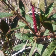 Phytolacca octandra at Kowen, ACT - 9 May 2021