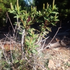 Phytolacca octandra at Kowen, ACT - 9 May 2021