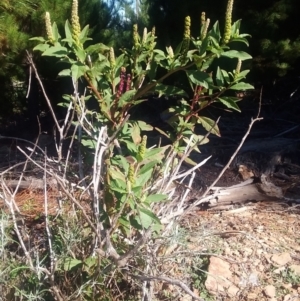 Phytolacca octandra at Kowen, ACT - 9 May 2021