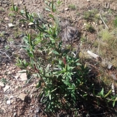 Phytolacca octandra at Kowen, ACT - 9 May 2021