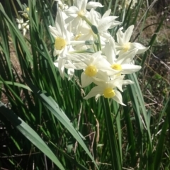 Narcissus tazetta (Jonquil) at Wamboin, NSW - 22 Aug 2021 by natureguy