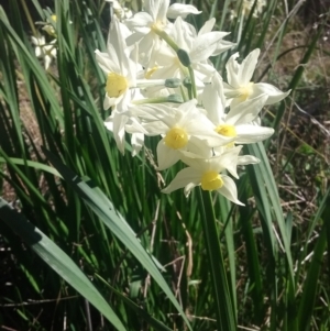 Narcissus tazetta at Wamboin, NSW - 22 Aug 2021