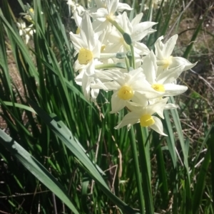 Narcissus tazetta at Wamboin, NSW - 22 Aug 2021