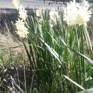 Narcissus tazetta at Wamboin, NSW - 22 Aug 2021