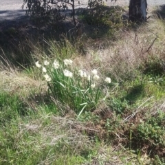 Narcissus tazetta at Wamboin, NSW - 22 Aug 2021