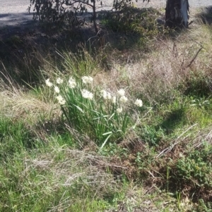 Narcissus tazetta at Wamboin, NSW - 22 Aug 2021