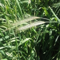 Hordeum (genus) (A Barley Grass) at Wamboin, NSW - 22 Aug 2021 by natureguy
