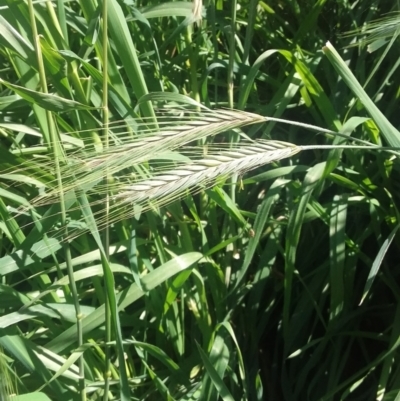 Hordeum (genus) (A Barley Grass) at Wamboin, NSW - 22 Aug 2021 by natureguy