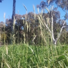 Hordeum sp. at Wamboin, NSW - 22 Aug 2021 12:15 PM