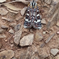 Apina callisto (Pasture Day Moth) at Burra, NSW - 6 Apr 2021 by natureguy