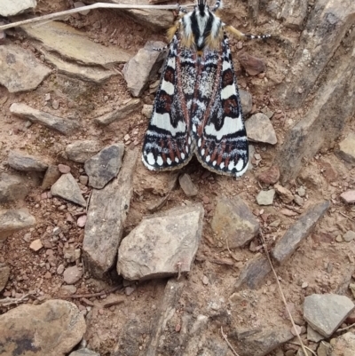 Apina callisto (Pasture Day Moth) at QPRC LGA - 6 Apr 2021 by natureguy