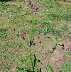 Verbena incompta at Wamboin, NSW - 16 Feb 2021