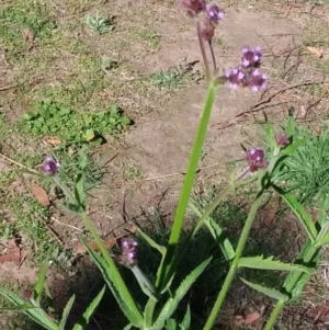 Verbena incompta at Wamboin, NSW - 16 Feb 2021 04:37 PM