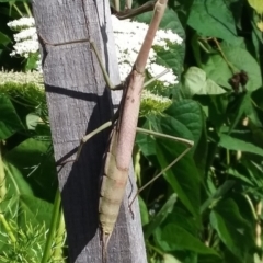 Archimantis sp. (genus) (Large Brown Mantis) at Wamboin, NSW - 16 Feb 2021 by natureguy