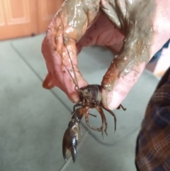 Cherax destructor (Common Yabby) at Greenleigh, NSW - 26 Aug 2021 by LyndalT