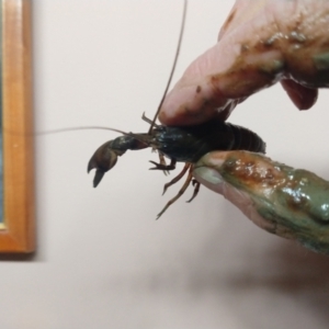 Cherax destructor at Greenleigh, NSW - 26 Aug 2021