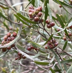 Dodonaea viscosa subsp. angustissima (Hop Bush) at Yarralumla, ACT - 28 Aug 2021 by ajlandford