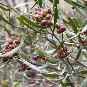 Dodonaea viscosa subsp. angustissima at Yarralumla, ACT - 28 Aug 2021